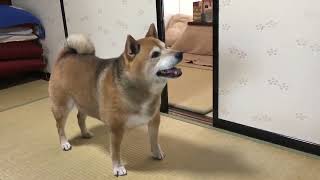 柴犬に「お皿持ってきて」と言った結果