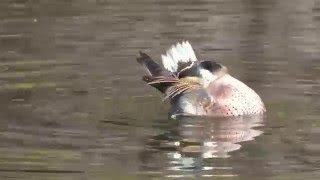 野鳥撮影・ トモエガモ　Baikal teal