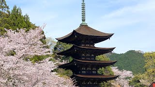 2023年4月2日🌸お花見in山口市　一の坂川と瑠璃光寺