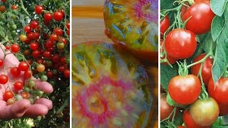 3 variétés de tomates incontournables