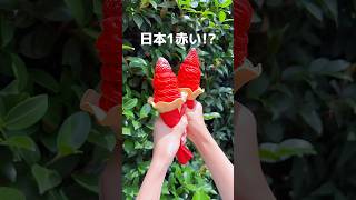 日本1赤い!?衝撃のソフトクリーム🍓#東京グルメ #新大久保グルメ #新宿グルメ