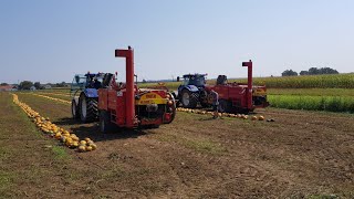 Kürbisernte | 2x New Holland T7 | Moty 3000 | Kaufmann