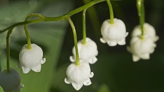 Kielo | Convallaria majalis HDR HLG