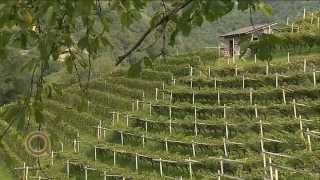 VAL DI CEMBRA: terra simbolo del vino di montagna.