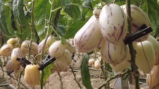 Ginseng fruit harvest in Xinjiang