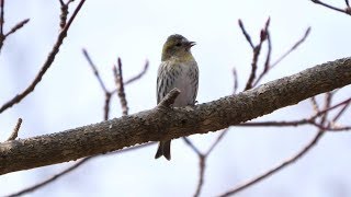 河口湖フィールドセンターのマヒワ（雌）の地鳴き　その１（4K60P動画）