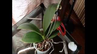 FernCrafts: How To Treat a spent flower spike- Phalenopsis