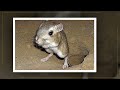 தன் வாழ்நாளில் நீரே அருந்தாத மிருகம் எது தெரியுமா kangaroo rat mystery facts tamil shorts