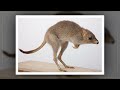 தன் வாழ்நாளில் நீரே அருந்தாத மிருகம் எது தெரியுமா kangaroo rat mystery facts tamil shorts