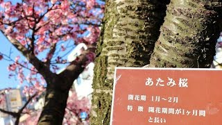 満開！あたみ桜