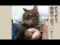 極上のスキンシップでご機嫌だったのに急にご機嫌ななめになる猫