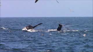 8.31.22 Humpback Whales