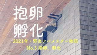 #96 2021年野良ツバメスター物語/No.3 抱卵、孵化　＃swallow #2021