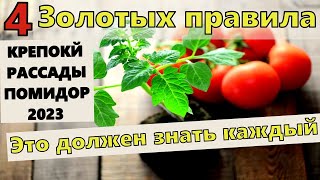 4 ЗОЛОТЫХ ПРАВИЛА КРЕПОКЙ РАССАДЫ ПОМИДОР. Рассада ТОМАТОВ будет радовать урожаем.