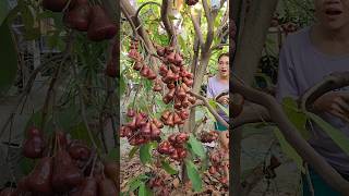 Panen jambu air #panenbuah