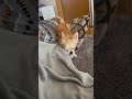 ねむ〜くなる動画　 チワワ ちわわ 寝落ち 睡魔 犬