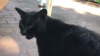 喜んで足元スリスリ甘えたい気分の黒猫。公園地域猫動画japanese cat video