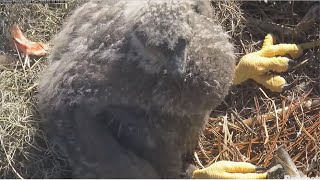 SWFL Eagles ~ Holy Moly! E25 Is A Roly Poly! M15 Gives Private Feeding \u0026 E25's Crop Is Huge 1.10.25