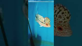 Our farm breed 💚 Customer update from mettupalayam 😀 #aquarium #flowerhorn #fish #chennai #seller#vj