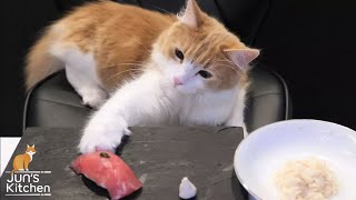 Sushi For Cats