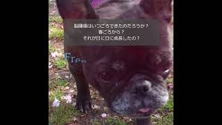 シニア犬フレンチブルドッグ11歳（11）いったい、いつ頃から始まったんだろう？