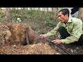 obsession of the people search for ferocious king cobras that attack foresters.