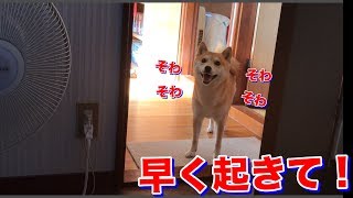 遊びたい！パパを起こさなきゃ！結果、そわそわして待つ柴犬ハナ -- Shiba waits for a dad to get up.--