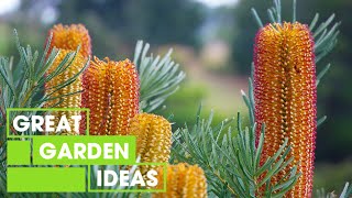 Australian Native Flowers | GARDEN | Great Home Ideas