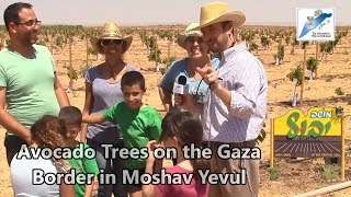 Avocado Trees on the Gaza Border in Moshav Yevul