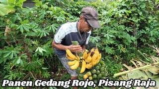 Panen Gedang Rojo lan Jackfruit Kuto Lelydorp Suriname, Pisang Raja, Bananen Jackfruit Suriname