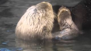 ラッコの明日花グルーミング(須磨海浜水族園)