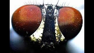 What insects zoomed in looks like😮😮😮 #insects #shocking