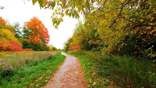 Fall Colours in Oak Ridges Moraine 4K video