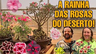 VISITEI a Estufa de ROSAS DO DESERTO MAIS LINDA do Brasil! suculentas e plantas raras