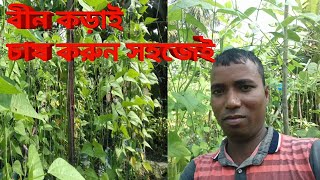 বীন কড়াই চাষ করে প্রচুর টাকা ঘরে তুলুন #কড়াই#বীন#