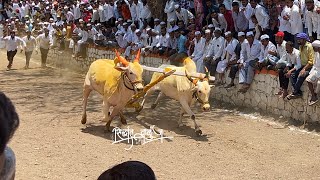 तिसरे वर्ष यात्राप्रेमी बैलगाडा संघटना -वाकचौरे ११.६५सेकंद मिली