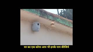 मिट्टी के बसेरा में #गौरैया #SAVE SPARROW