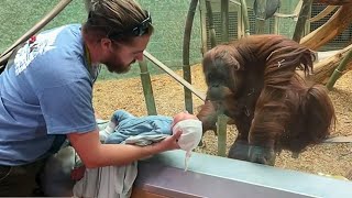 The Orangutan wanted to see the baby ❤️ Funniest Monkey s