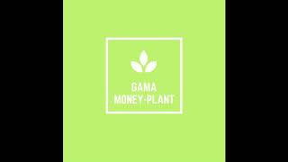 Gama Money Plant