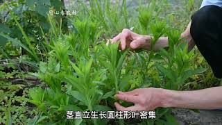 “白酒草”又叫小飞蓬，别只当害草对待，喂猪大家了解吗？