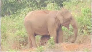 തീറ്റ തേടി നാട്ടിൽ ഇറങ്ങിയ കാട്ടാനക്കൂട്ടം / Hunting food by wild elephants in village #wildanimals