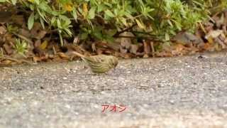 蜻蛉池公園の野鳥・他