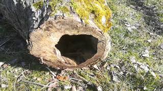 Wildtierhabitat angelehnt an den sogenannten Schiffer-Tree