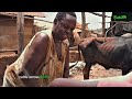 Meet the Shona People of Zimbabwe | Culture History Language and Identity Explained.