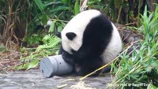 2014/11/02 圓仔圓圓玩灰色小罐子 Giant Panda Yuan Zai and Yuan Yuan plays the gray can