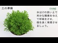 イワヒバ（イワマツ）の育て方 カインズ植物図鑑