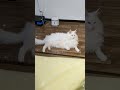 ただくつろぐ吾輩である。i m just relaxing.【メインクーンかりん carin the mainecoon】