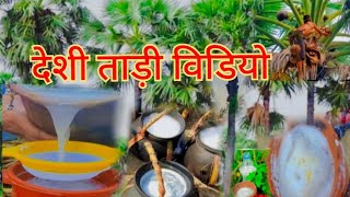 देशी ताड़ी विडियो|| Indian deshi tadi video|| Tad ki video|| ताड़ी विडियो @ShivamKohliVlogs