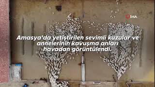 TİGEM - Kuzuların anneleriyle buluşması