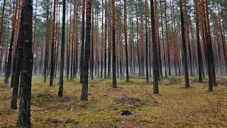 Jedni wnoszą do lasu a drudzy wynoszą z lasu